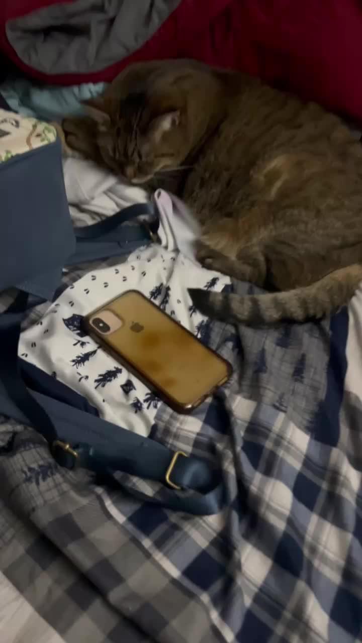 Phone Memory Full？Clean storage in 2 mins