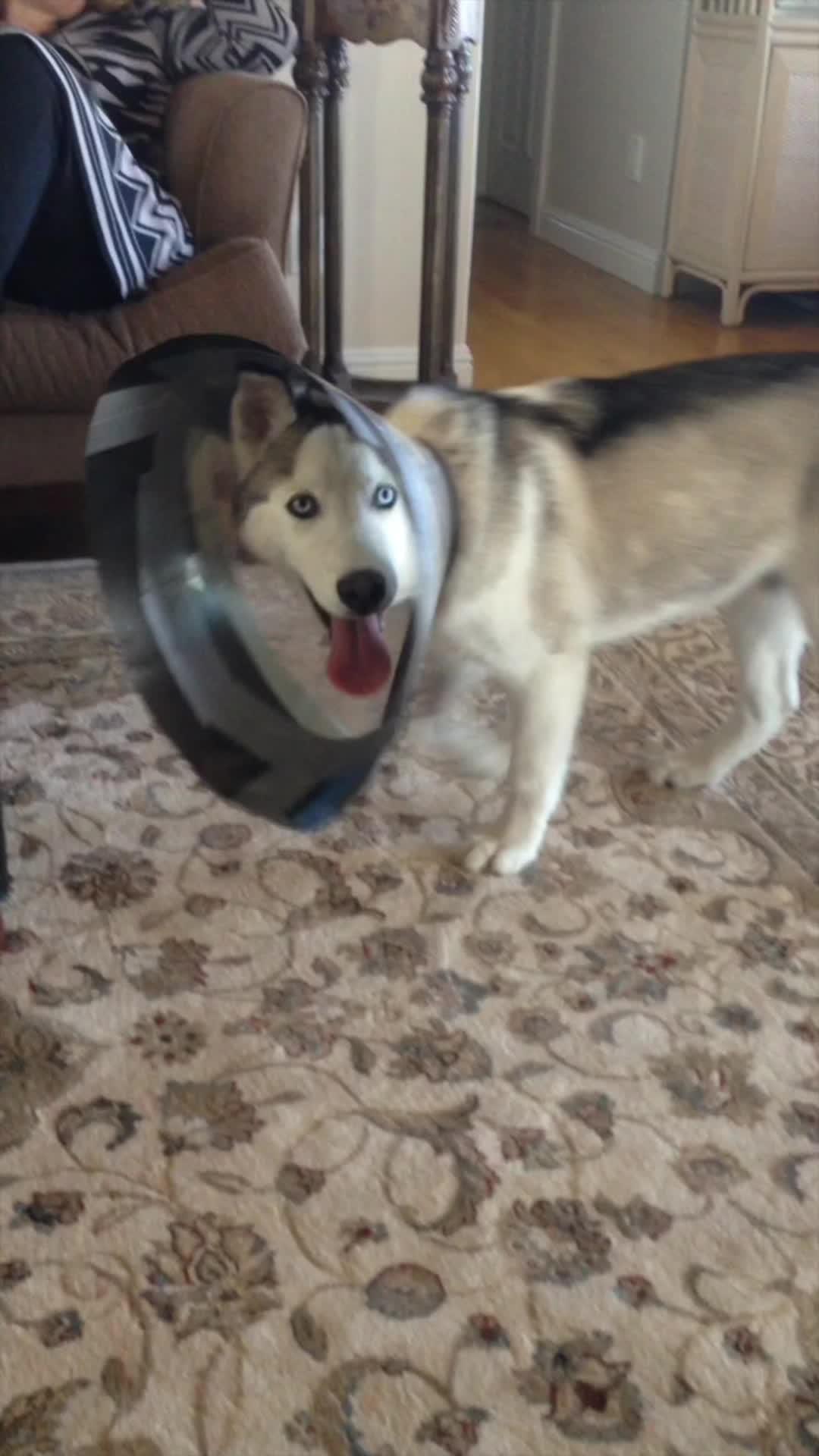 Start training your dog like a pro!