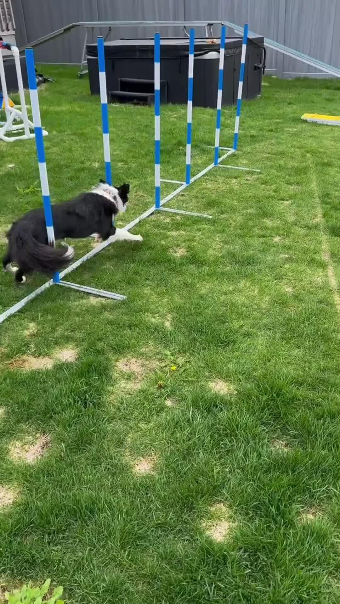 Elevate Your Pup's Skills in Days!