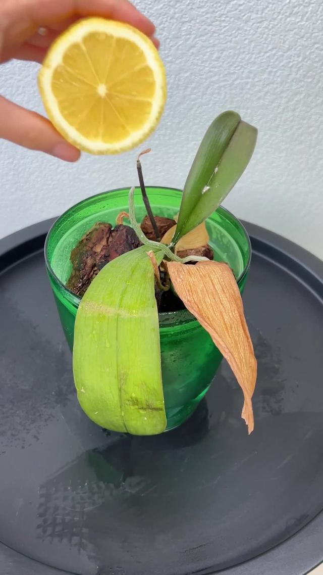 Lade PlantIn herunter, um diesen Frühling zu erblühen! 