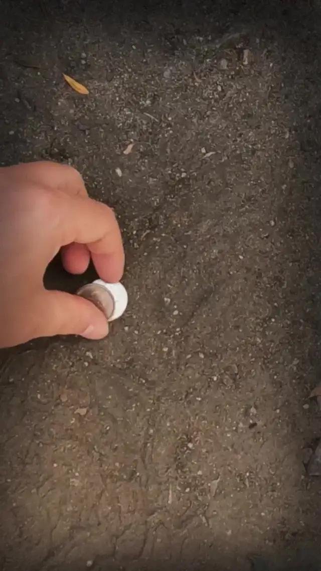 Check your coins with the help of artificial intelligence and find a rare one!