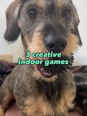 3 creative indoor dog games for home... 🐾🐾🐾 #doggames #dogtrainingtips #dogtrainingadvice #dogtraining101 #dogtricktraining #dogtrainingvideo