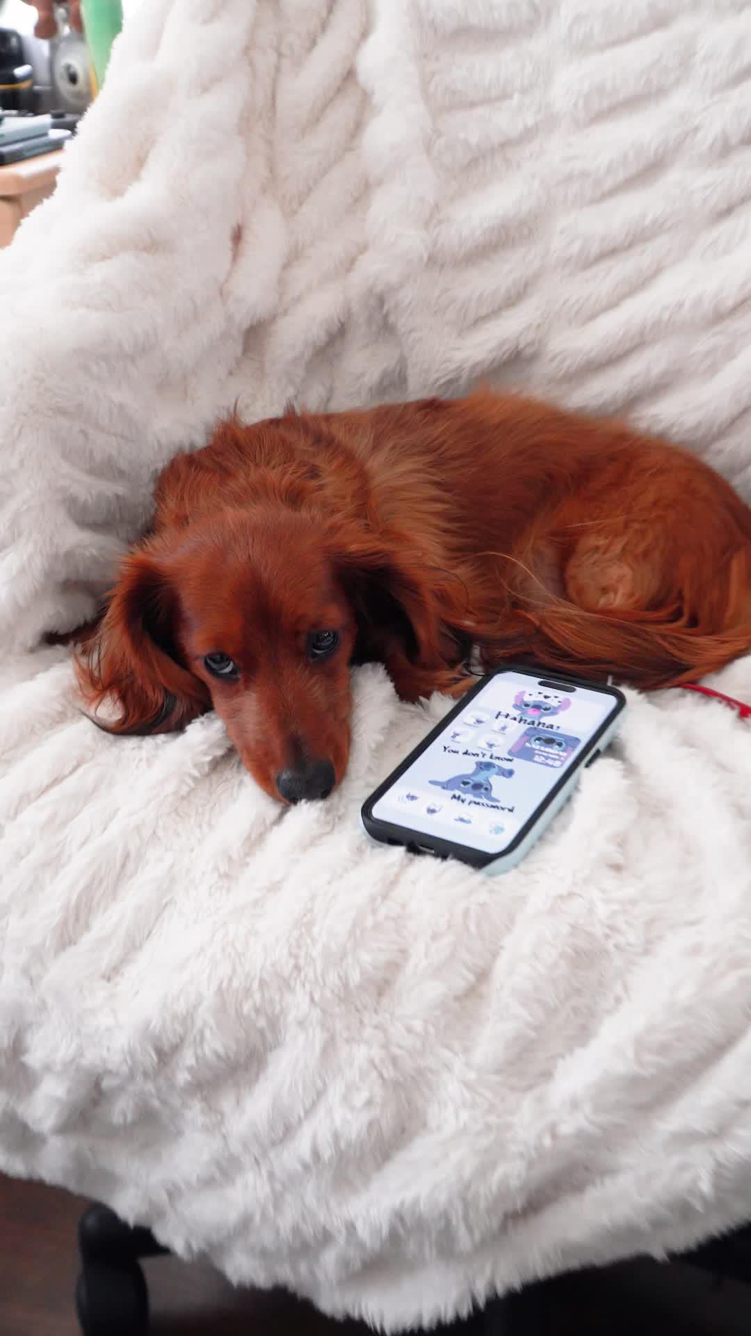 Set exclusive widgets & themes for your Phone