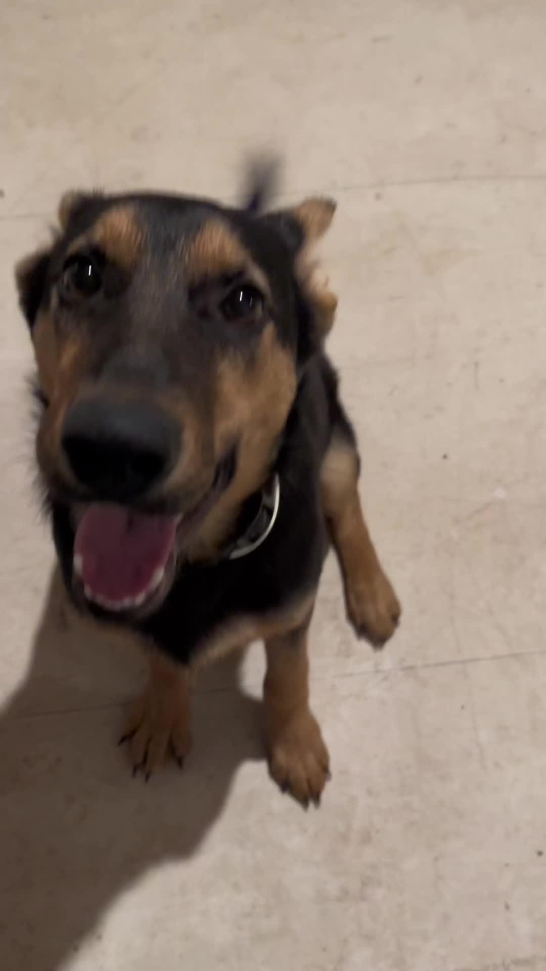 Elevate Your Pup's Skills with Woofz!