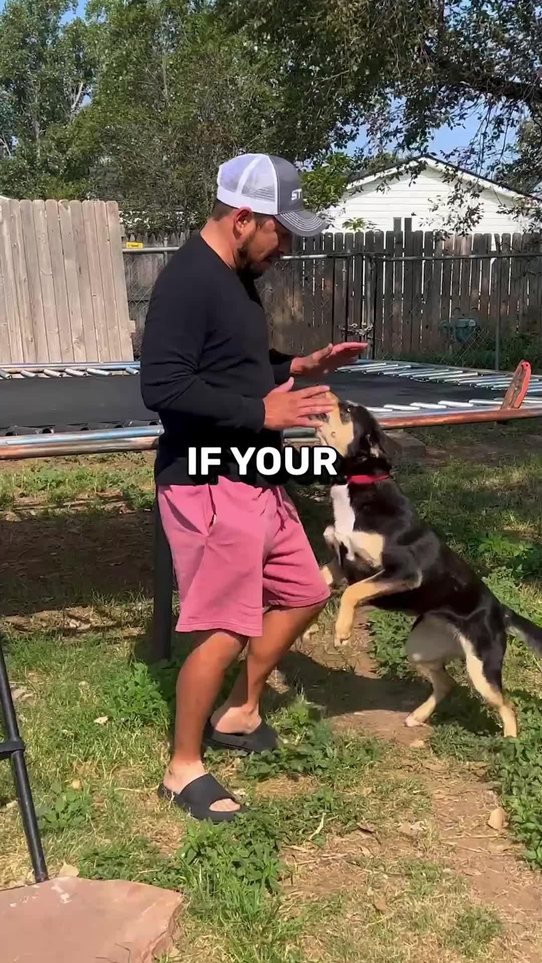 Elevate Your Pup's Skills in Days with Woofz!