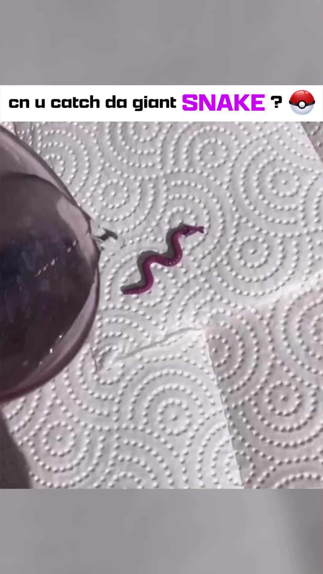 Who is your zookemon?