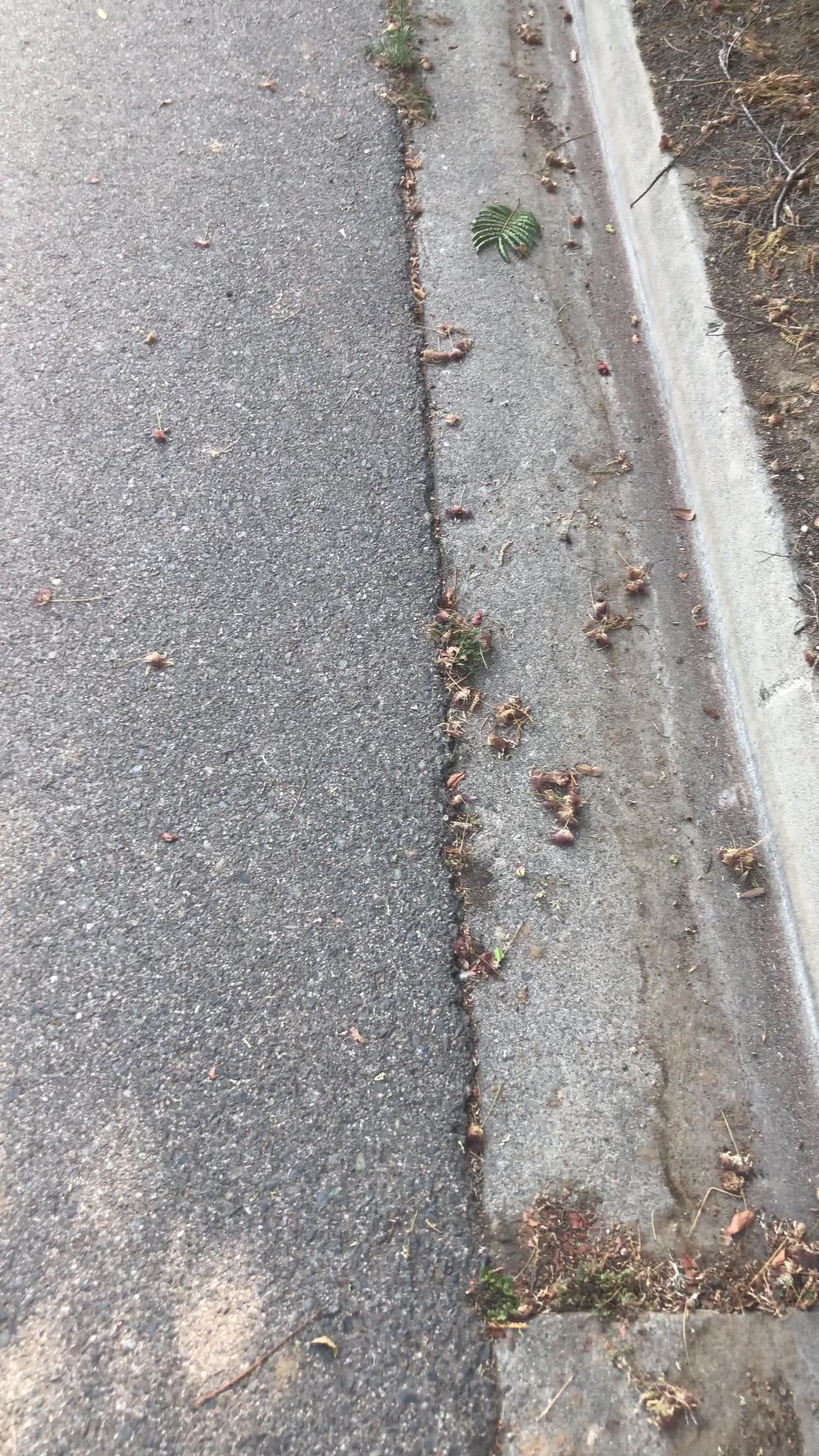 3 items for $0.99 on 1st order