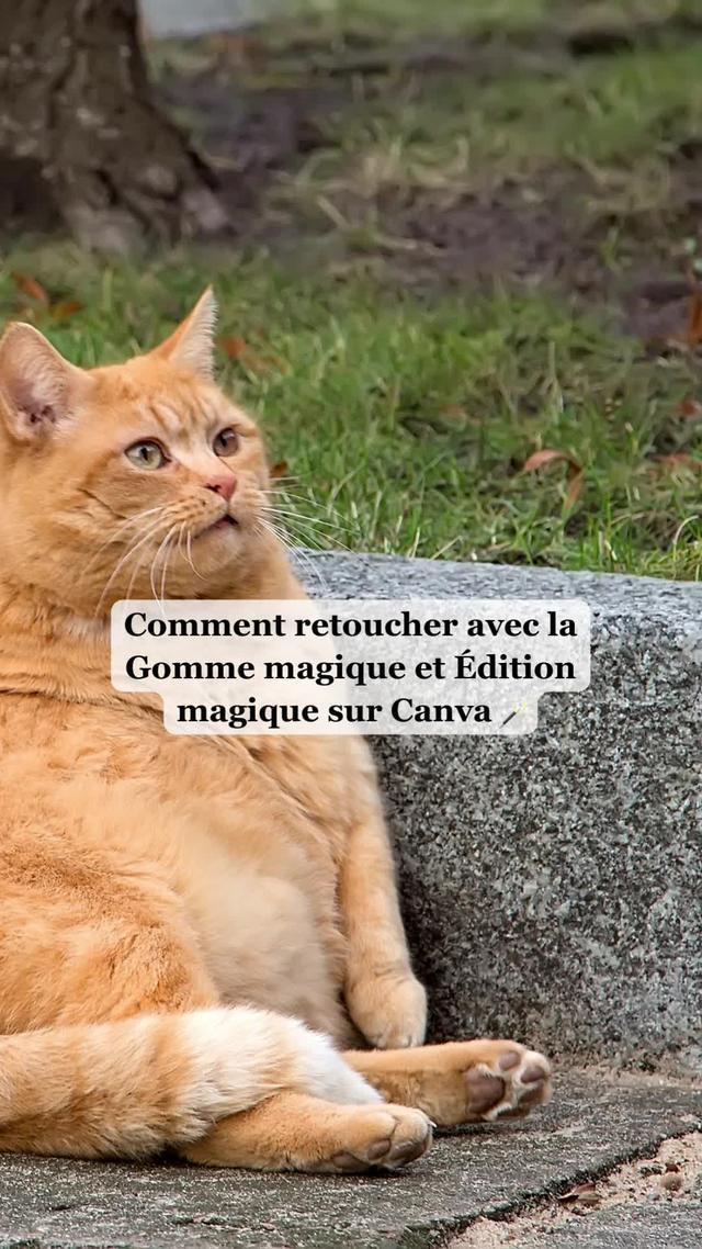 Retouchez et publiez sur les réseaux depuis une seule appli. Téléchargez Canva.