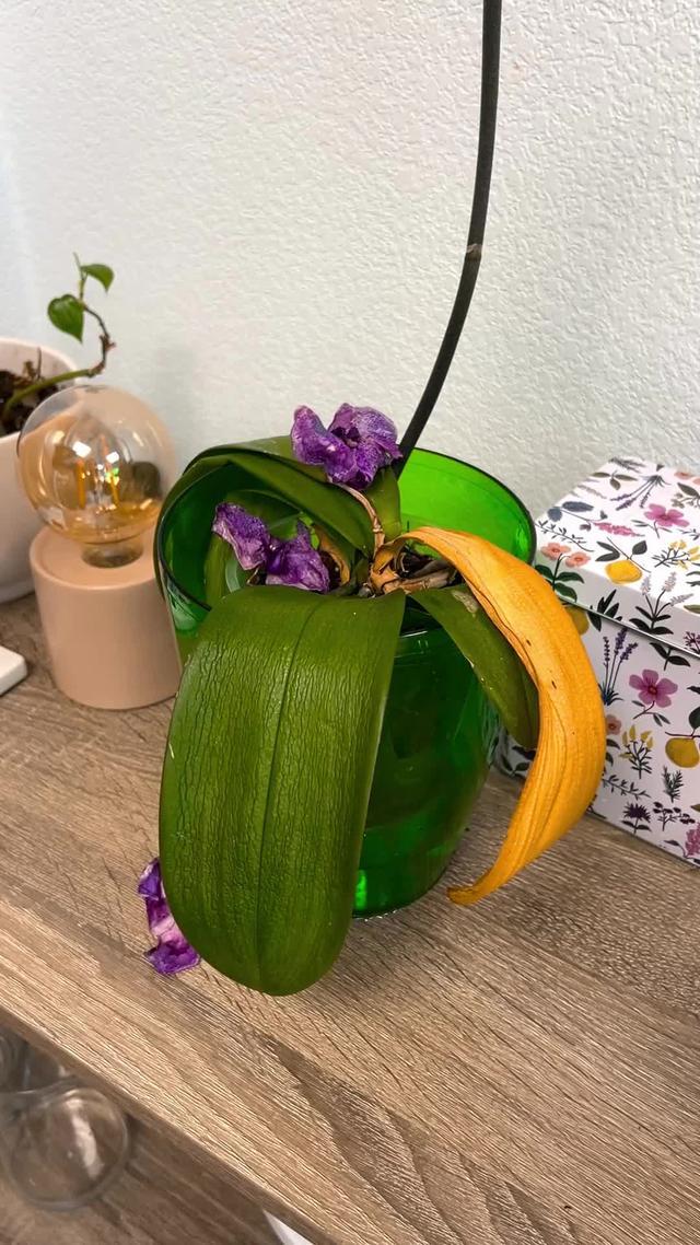 PlantIn vous ouvre tout un monde vert 