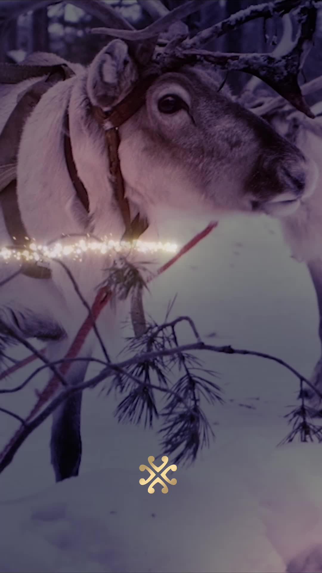 Black Friday Deal! Get 25% off on personalized messages from Santa Claus. Christmas magic awaits!