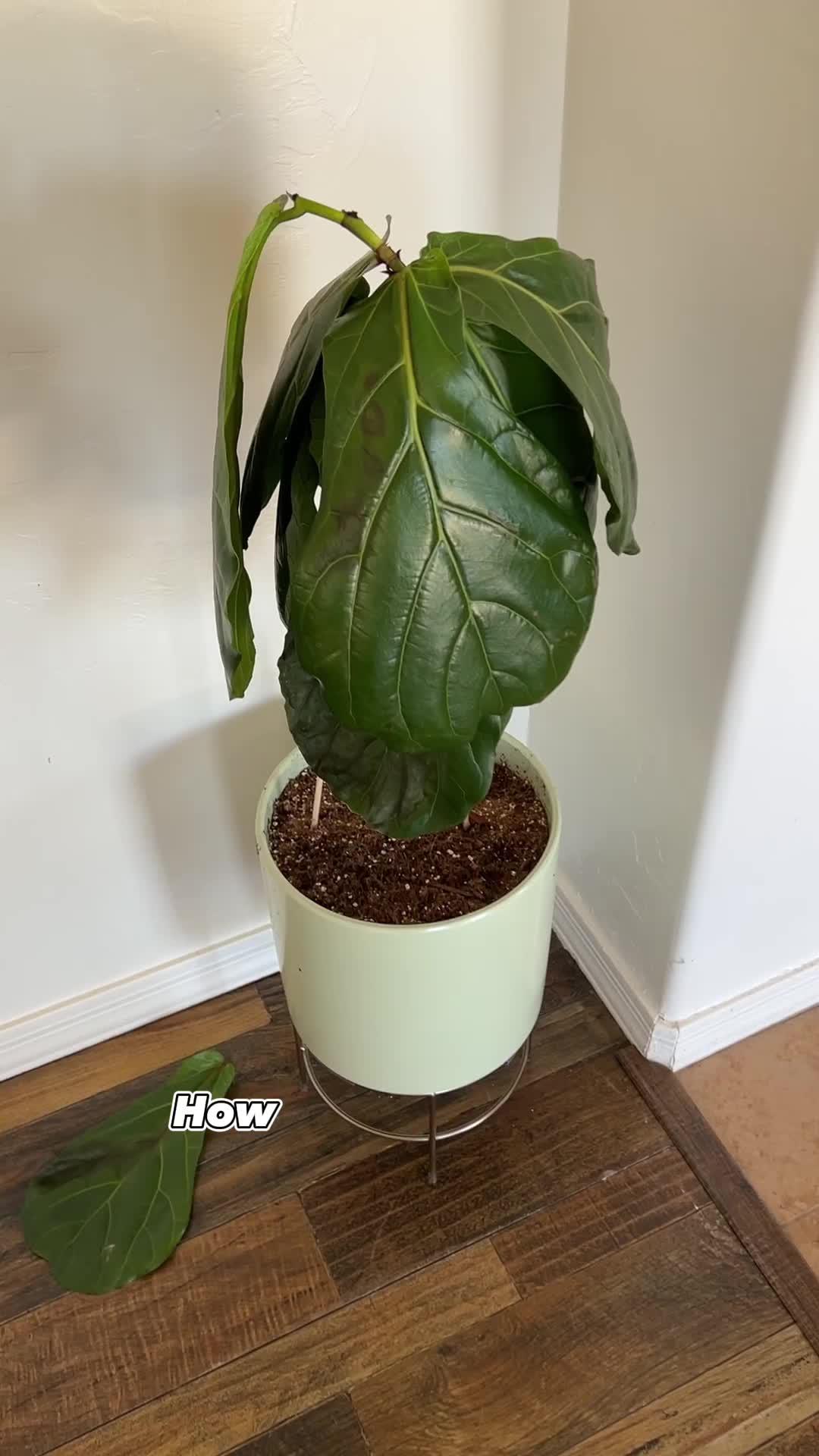 NatureID, your plant’s best friend.