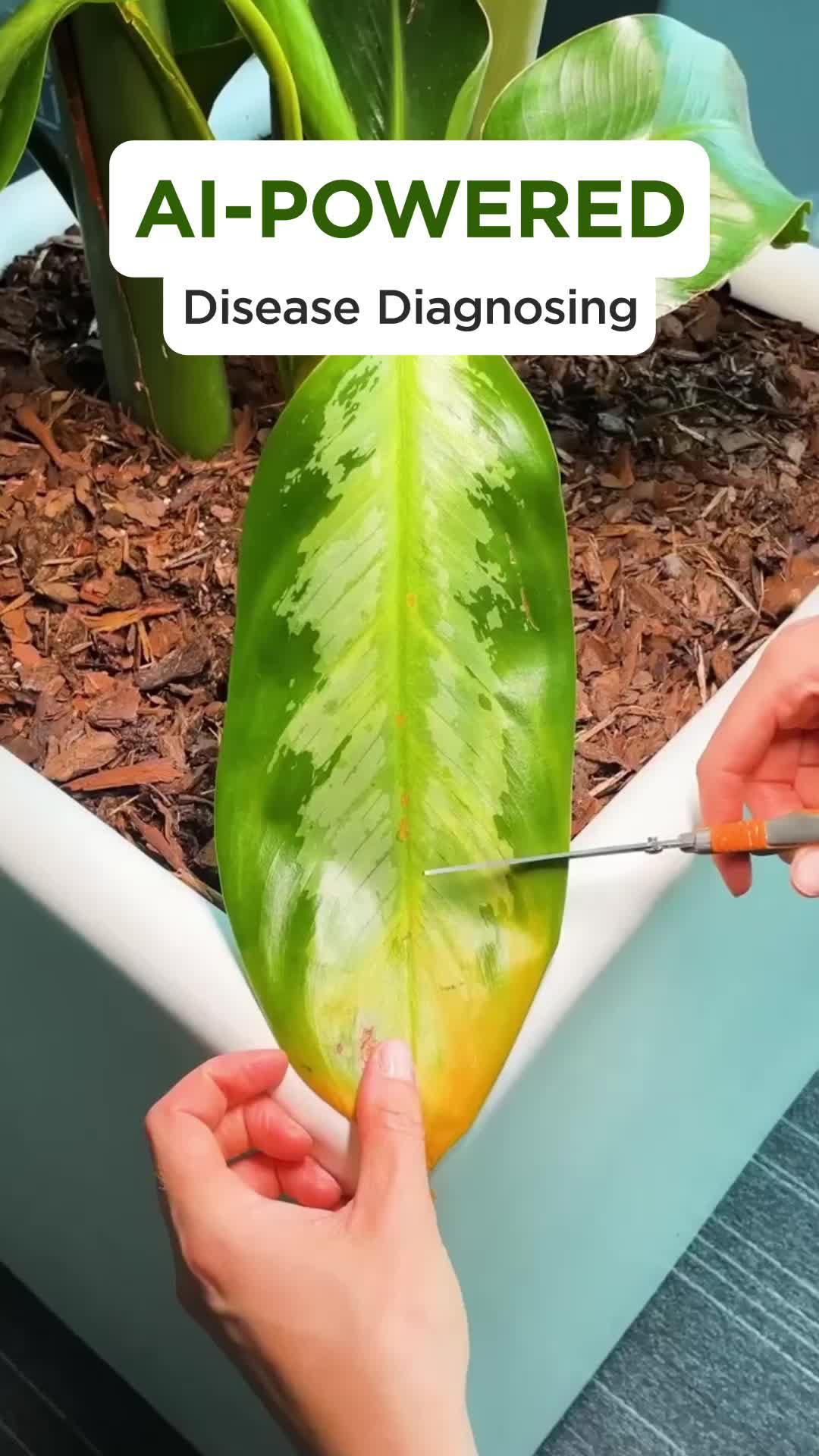 Identify any plant & diagnose plant diseases instantly!