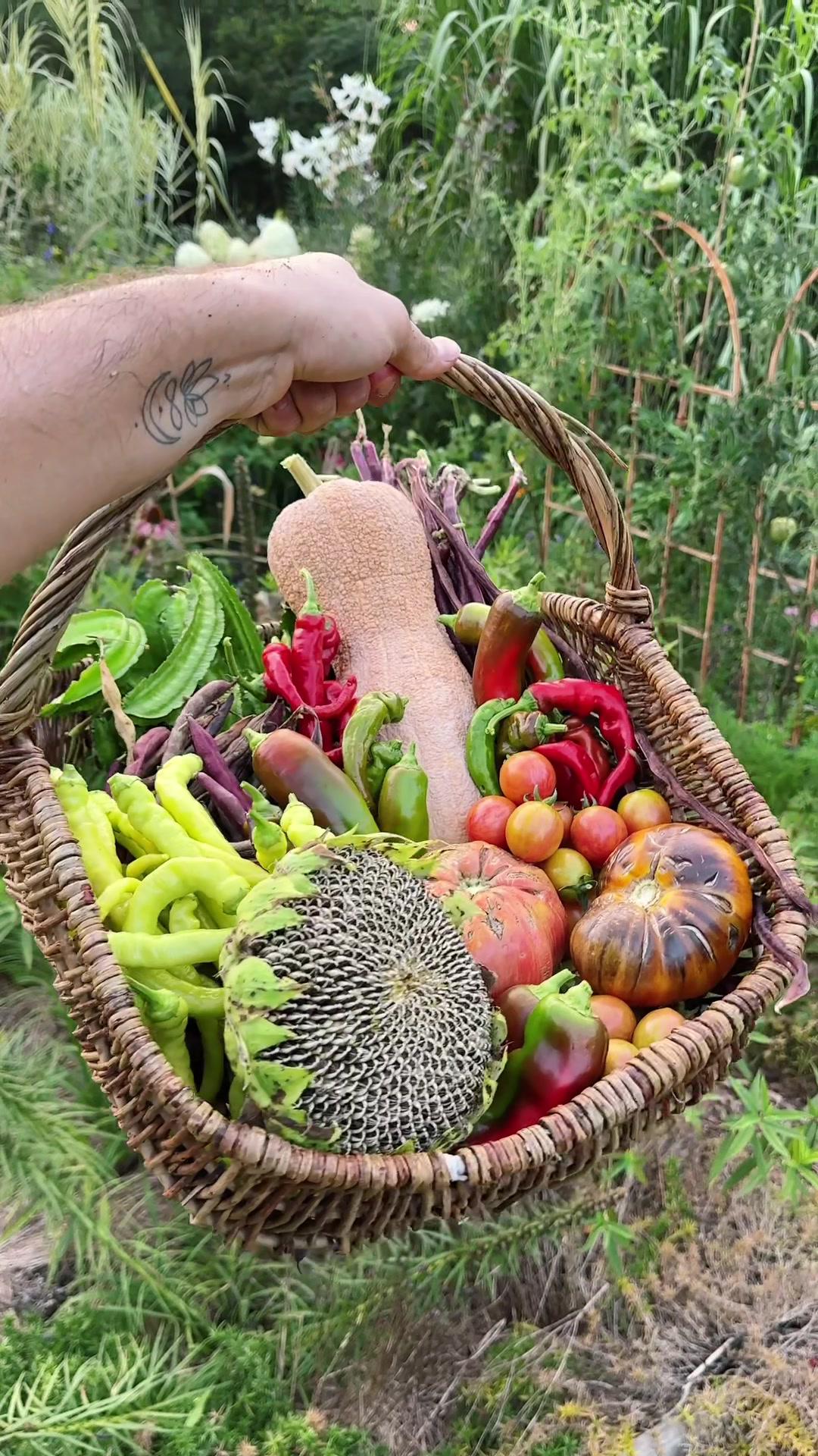 There is sooo much to #harvest from the #garden after being away for so long! 🤩💚✨ #farm #growyourownfood #abundance