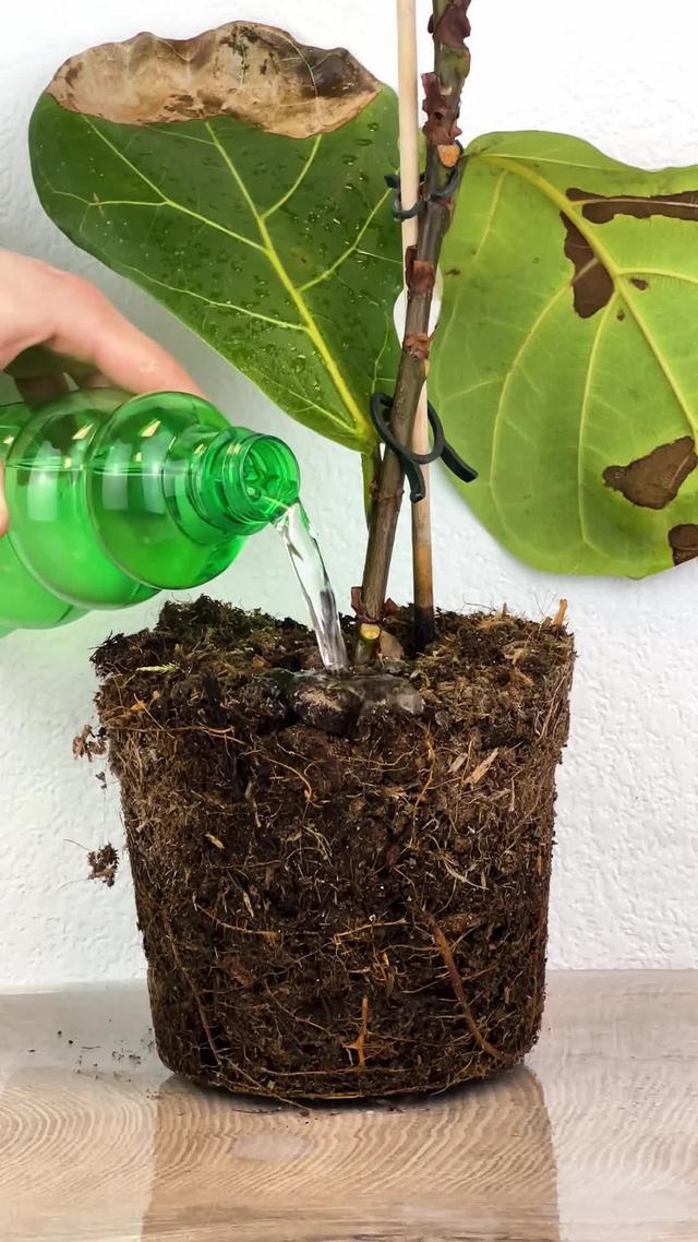 Need tips for reviving a dying plant?