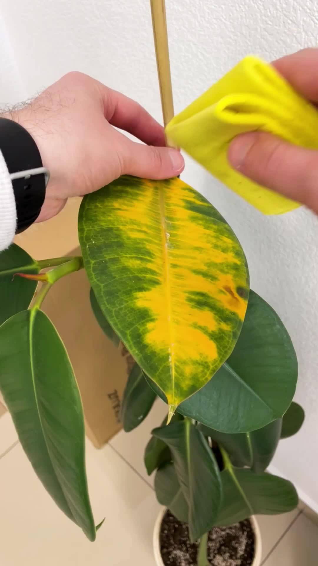 No kidding, just PlantIn app!