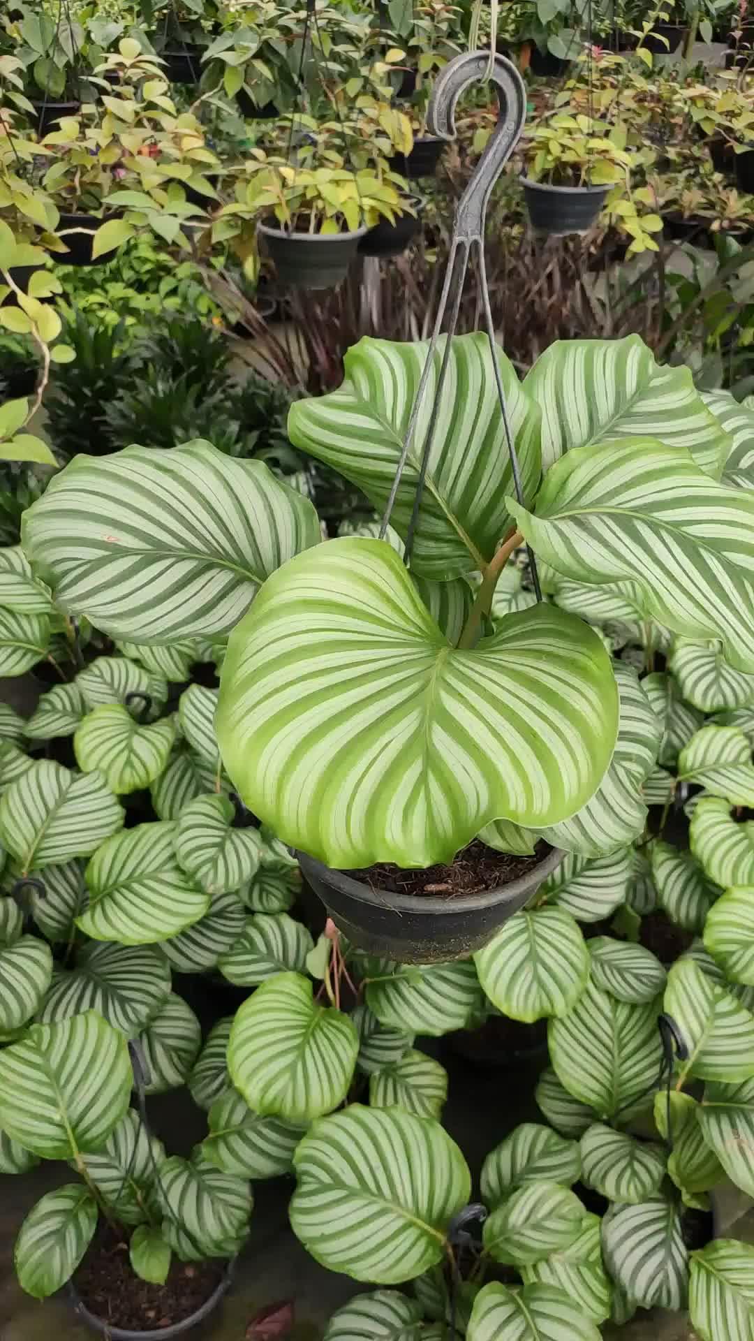 Aproveite As Melhores Ofertas do Mercado Livre com Envio Super Rápido! Baixe o App e Confira!