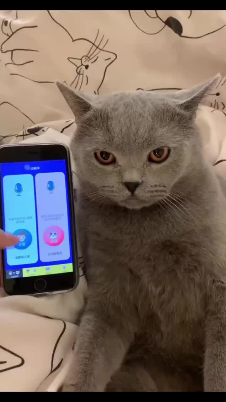 Translate Any Language With This App!