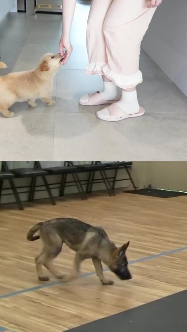 Dogo helps dog parents to train their dogs at home and build stronger relationships.