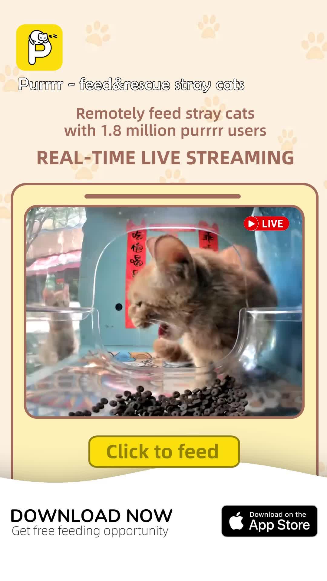 Purrrr -feed&rescue stray cats: Online Feeding Entertainment