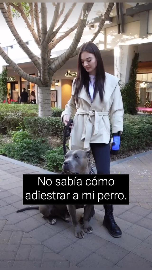 Woofz: ¡La aplicación definitiva para el adiestramiento canino!