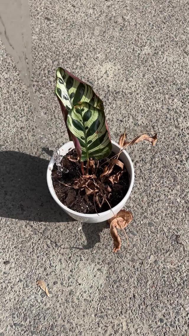 Which care tips for your green buddy should you try this winter? Find out in PlantIn app!