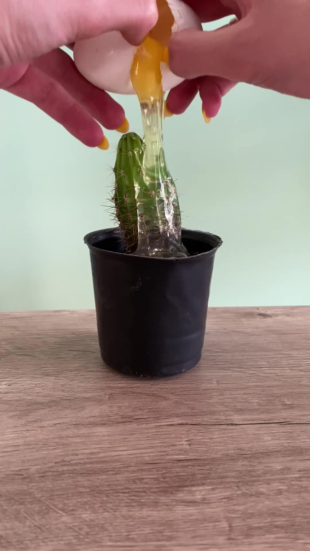 Instantly identify 10,000+ plant species, include flower, tree, leaf, weed, and more.