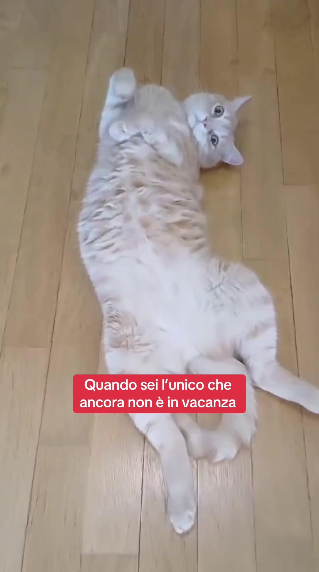 Arriverà anche il tuo momento. ❤️ Nel frattempo, stai al fresco e concediti qualche treat. 🌬️🐳😌🍨 Ti aiutiamo noi a trovare qualcosa di speciale. 👉🏻 #linkinbio #Subito #SecondHand #VentilatorePortatile #PiscinaGonfiabile #MacchinaGelato #Gelati #Estate2024 #Vacanze #Casa #Gatto #MemeGatto