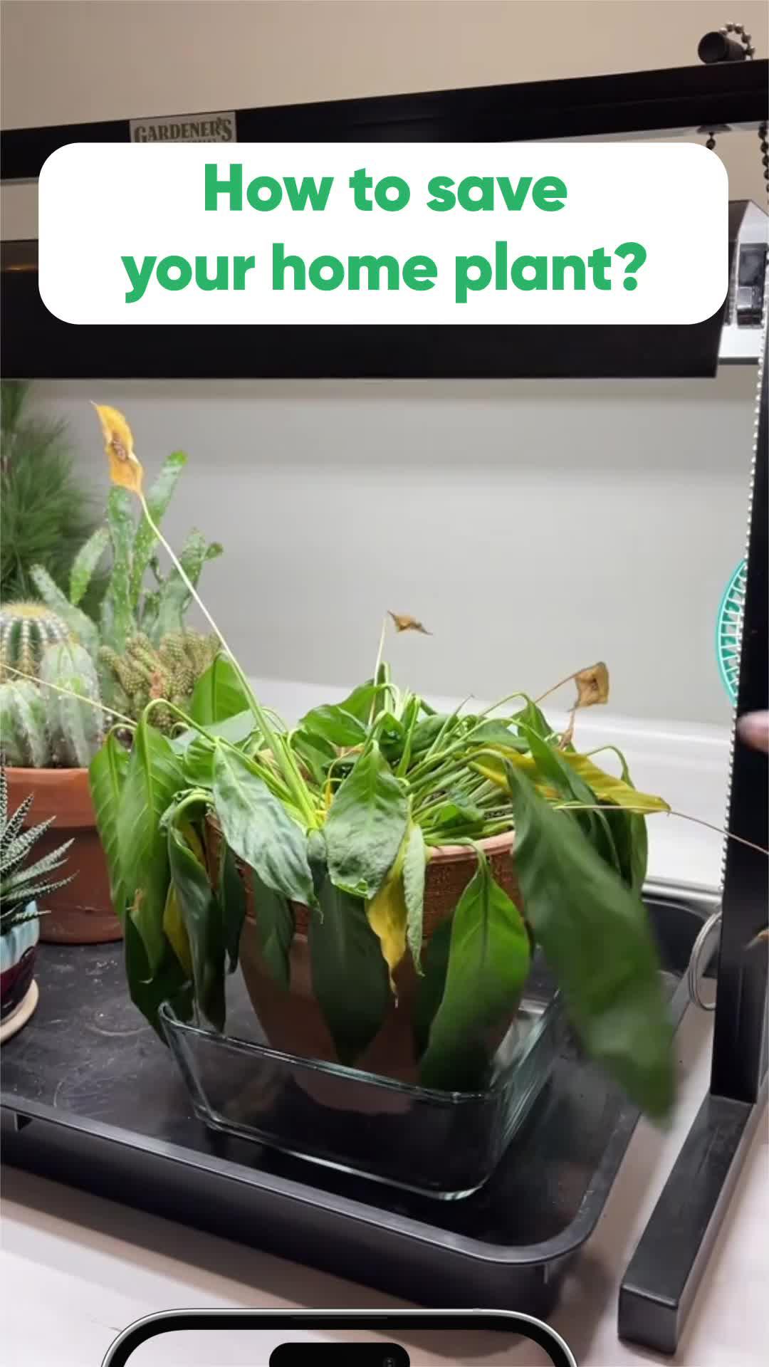 Download Plant ID and keep your plants alive!