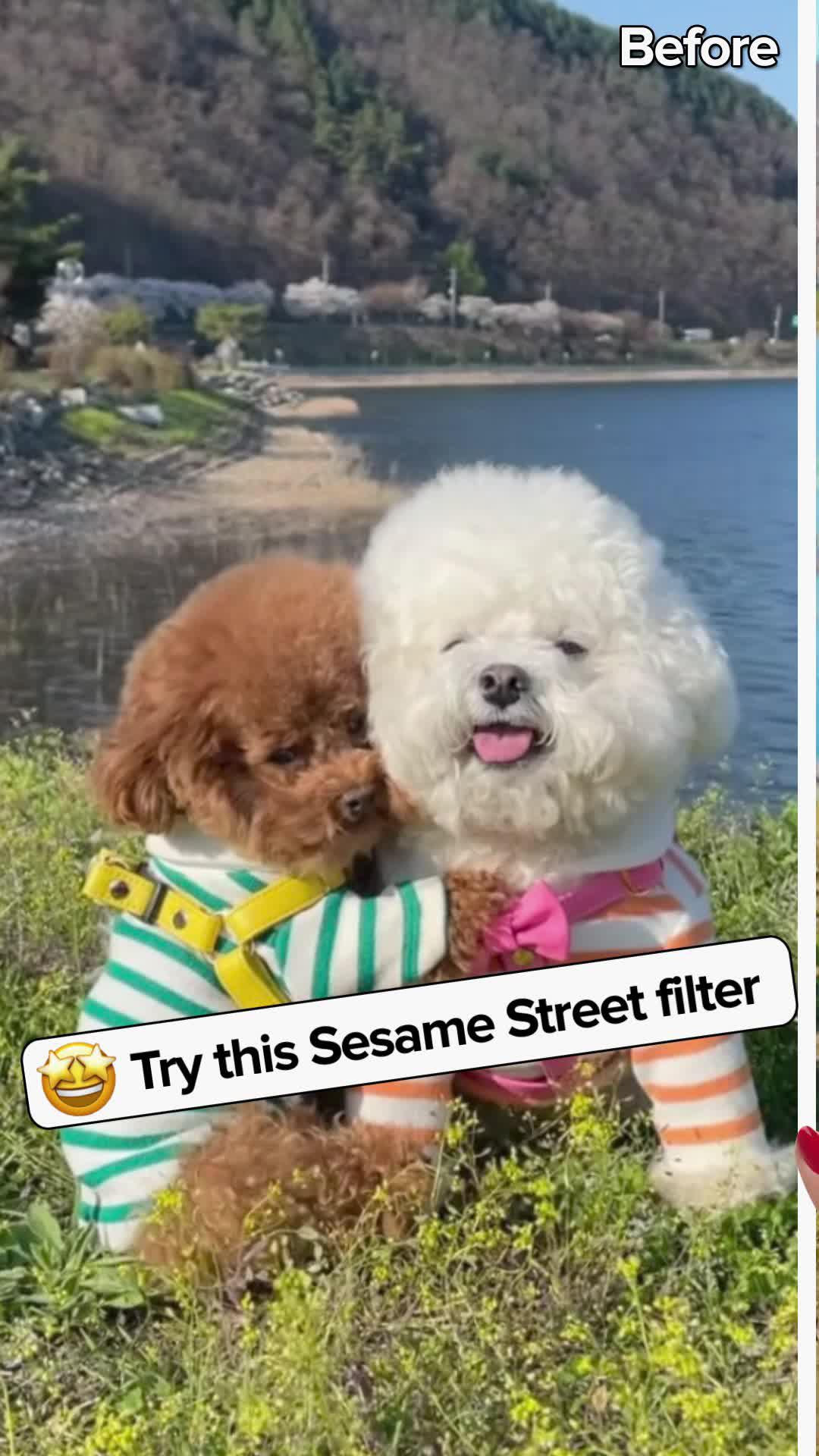 Turn your pics into adorable Sesame Street scenes!