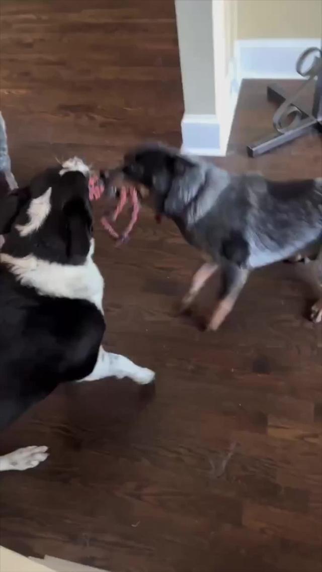 Start training your dog today!