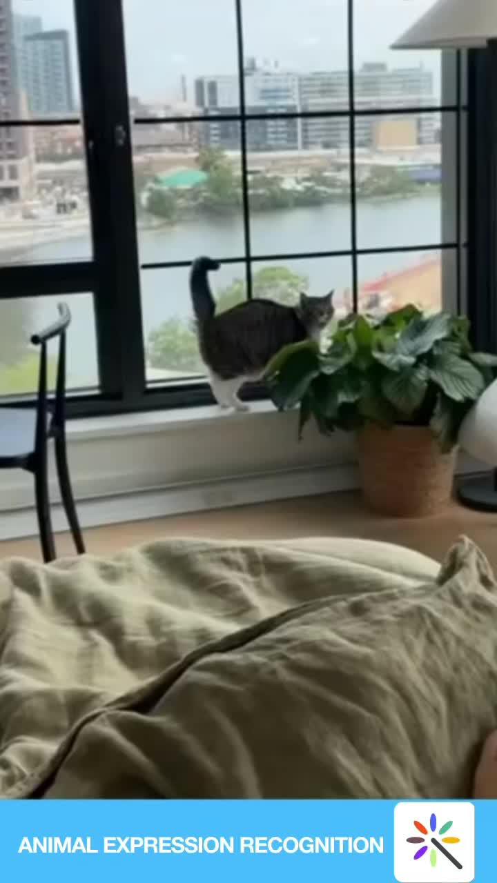 Animal expression recognition helps you understand your pet better--AI Photo Enhancer