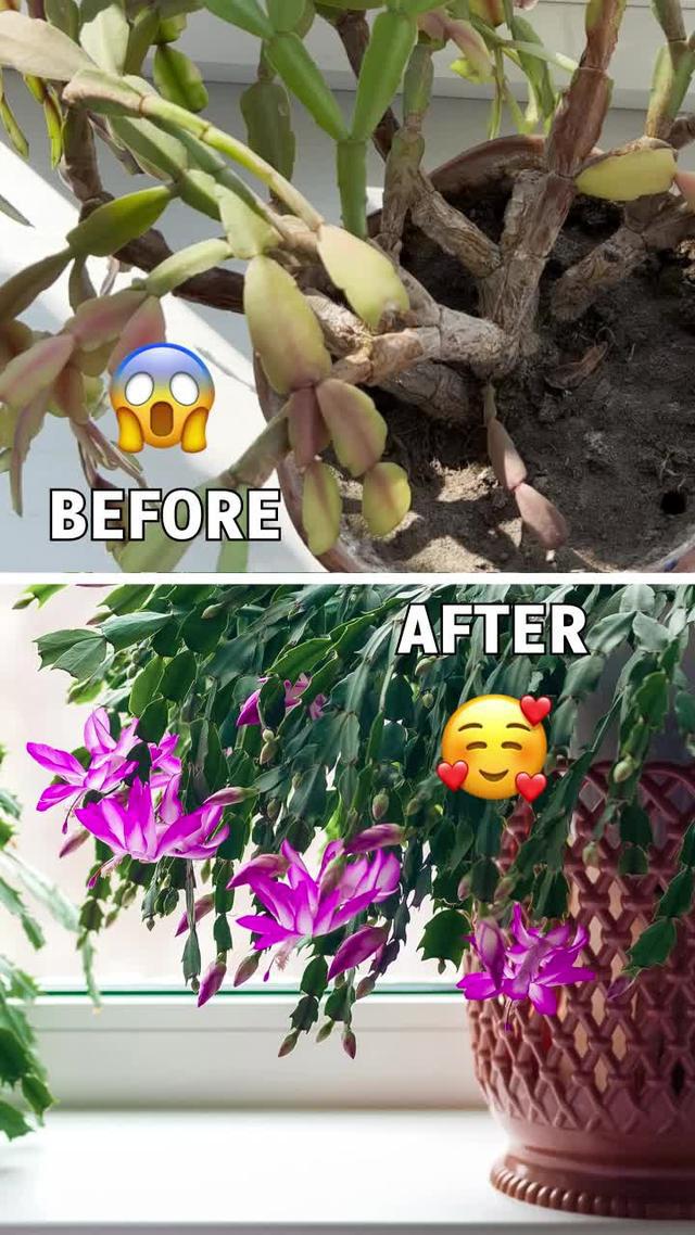 Get Plantyx for FREE!