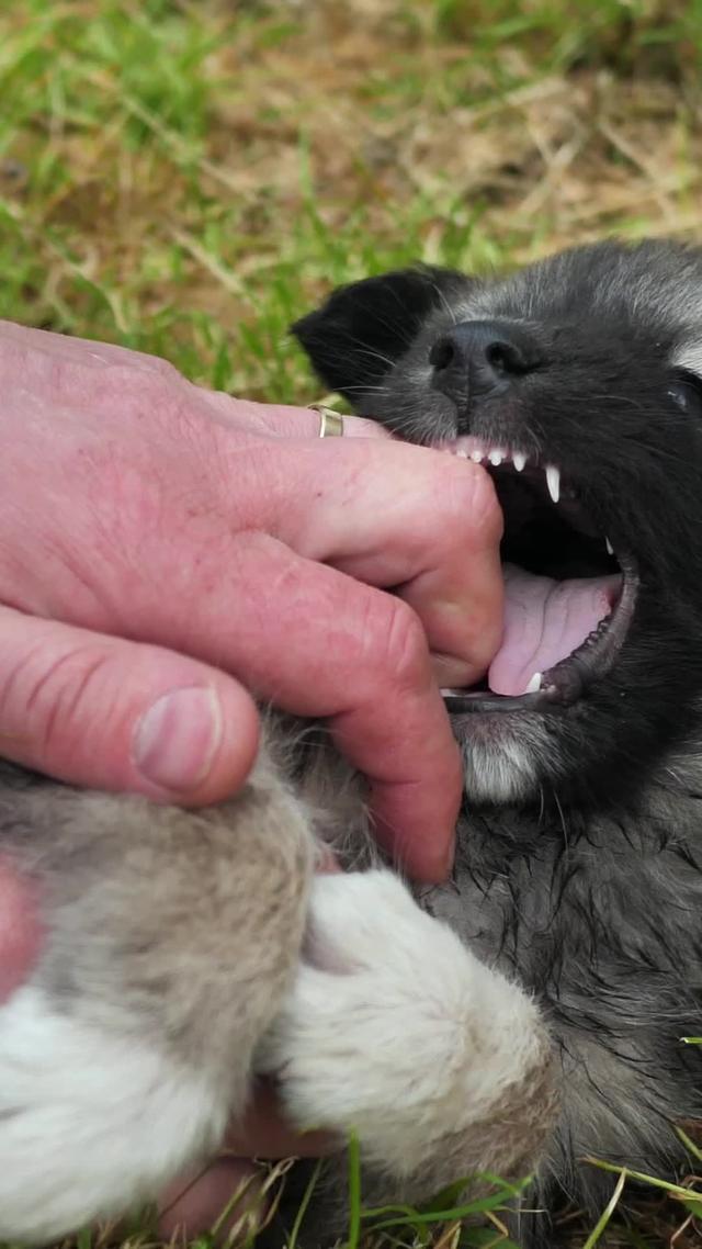 Dogo helps dog parents to train their dogs at home and build stronger relationships.