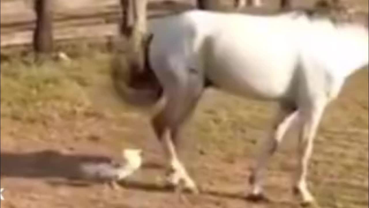 Assine Meli+ por R$17,99 com Frete Grátis, Disney+ e muitos benefícios.