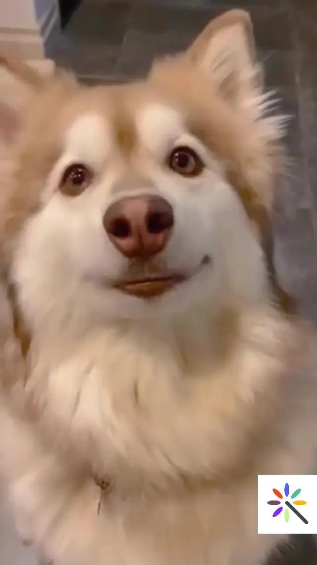 Animal expression recognition helps you understand your pet better--AI Photo Enhancer