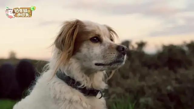 想告別繁忙的都市回到寧靜的田園生活？不如來這裡！ #harvesttown #game