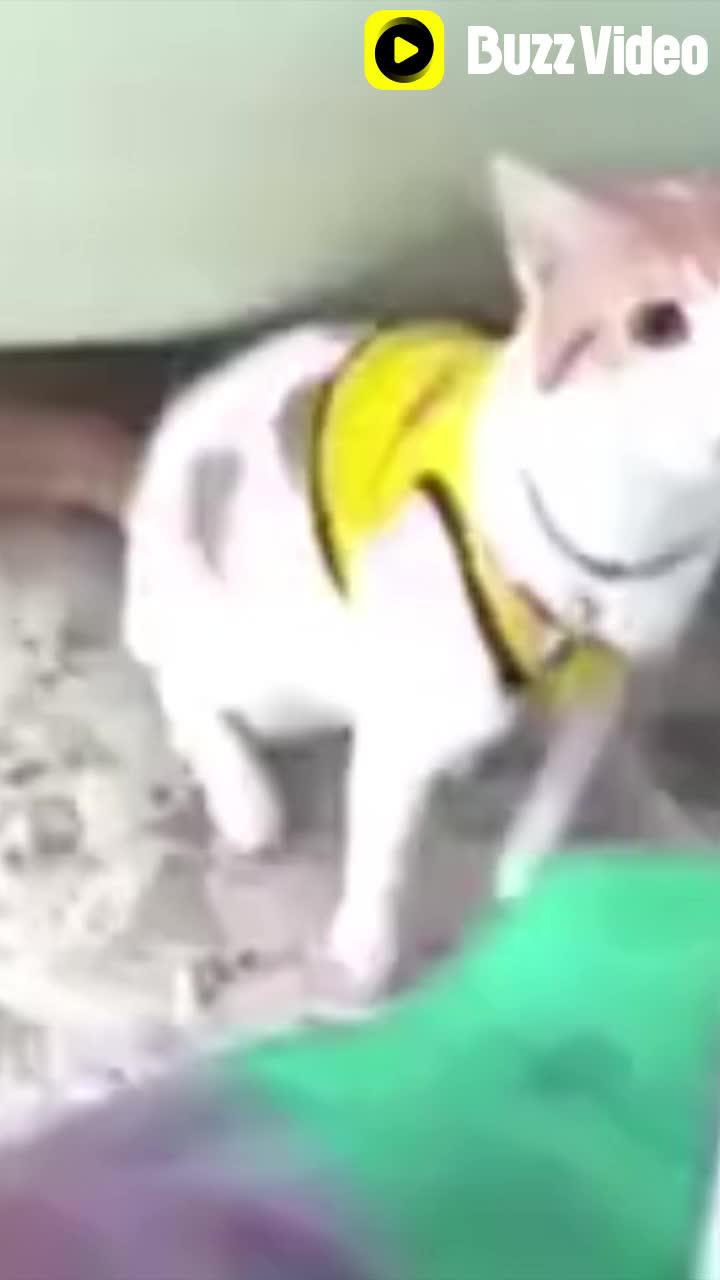 Easy-to-use editor！