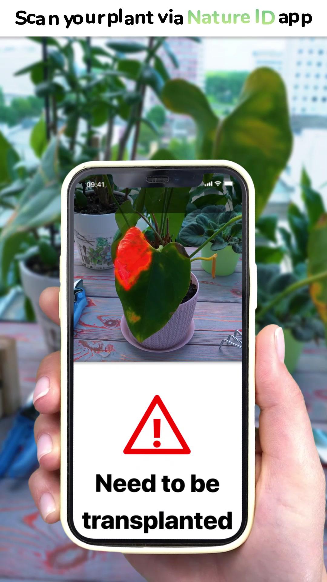 NatureID: Plant Identification 🌱 #natureid #plantidentification #plantidentifier #plantcare #homeplants