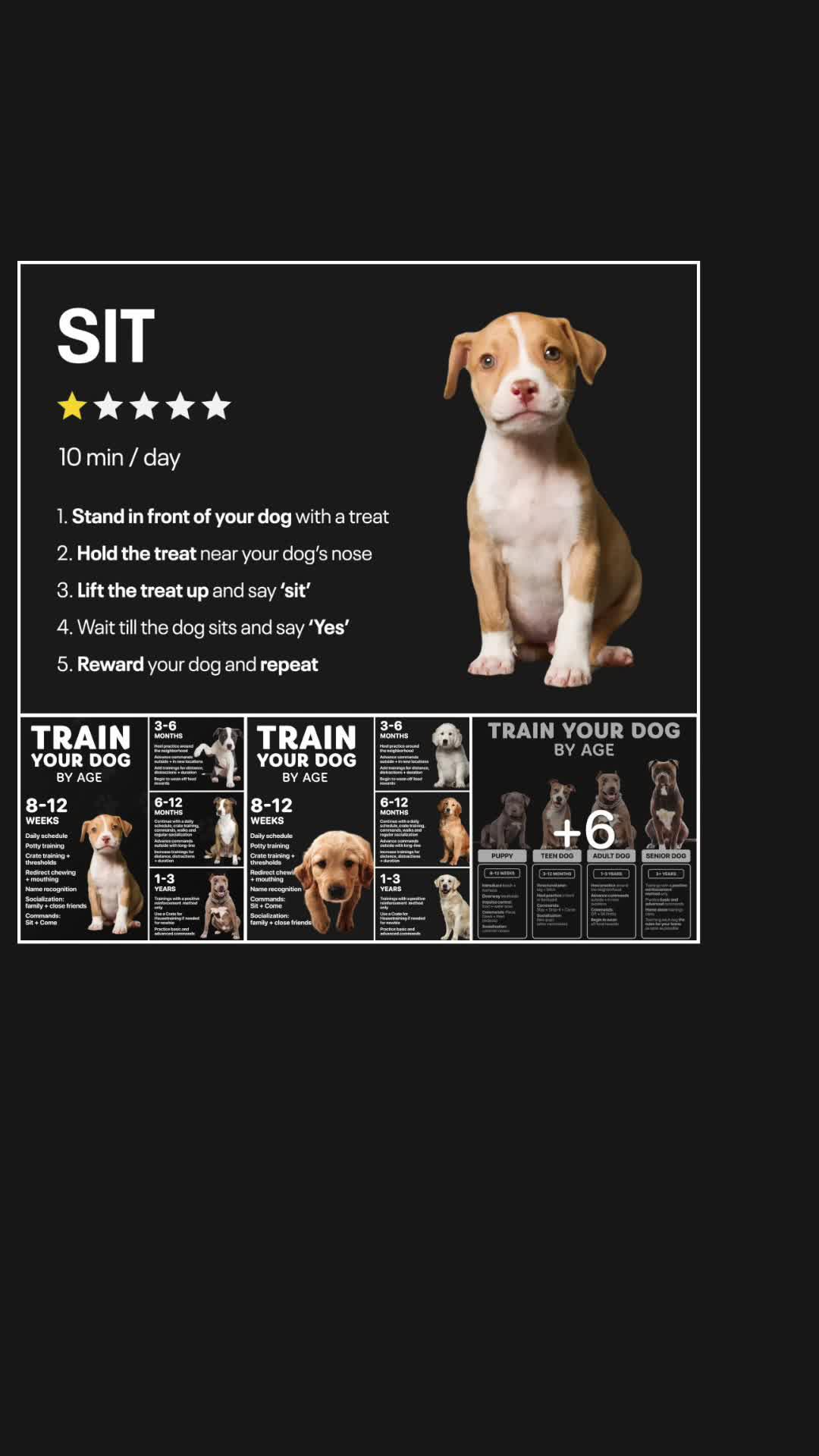 Elevate Your Pup's Skills in days!