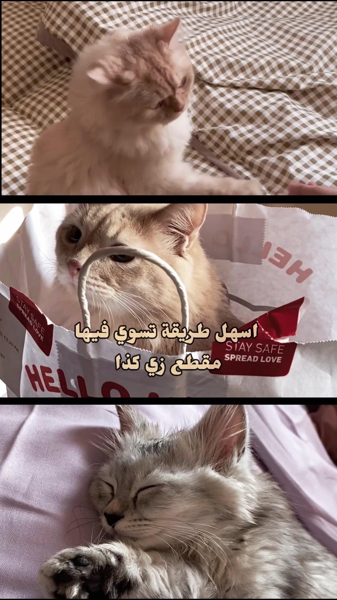 بالنسبة لي يفوز ب افضل تطبيق للتعديل والحلو فيه قوالب جاهزه🤍✨ - - #ايديت #تصميم #برنامج_تصميم #تعديل_الصور #تعديل_فيديوهات #فلوقات #مصورين #فلوق