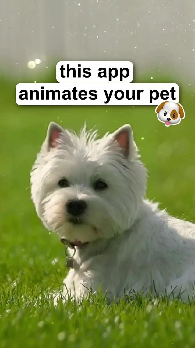 This app can make your pics danceee