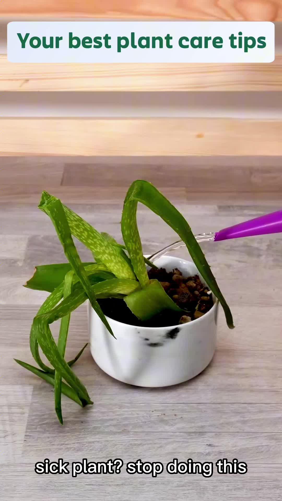 Identify, diagnose and care for your plants!