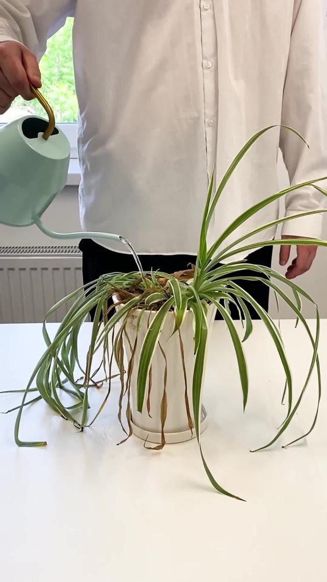 Identify plants & cure their diseases. Try for Free!