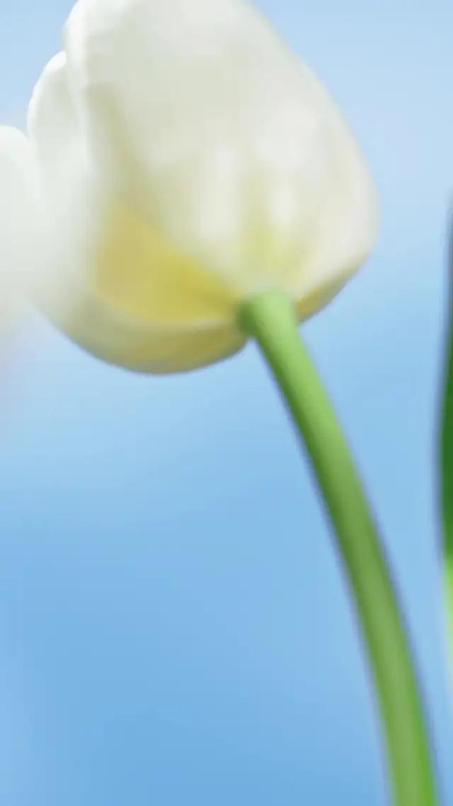 Yeni Days in Bloom Koleksiyonunu Kiko Milano'da Keşfedin. Üstelik App'e Özel Kargo Bedava!