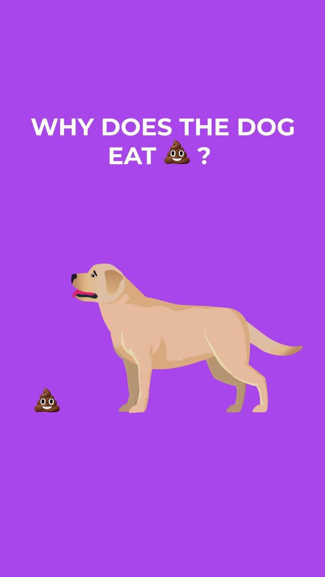 Start training your dog today with the top Dog Training App in the world.