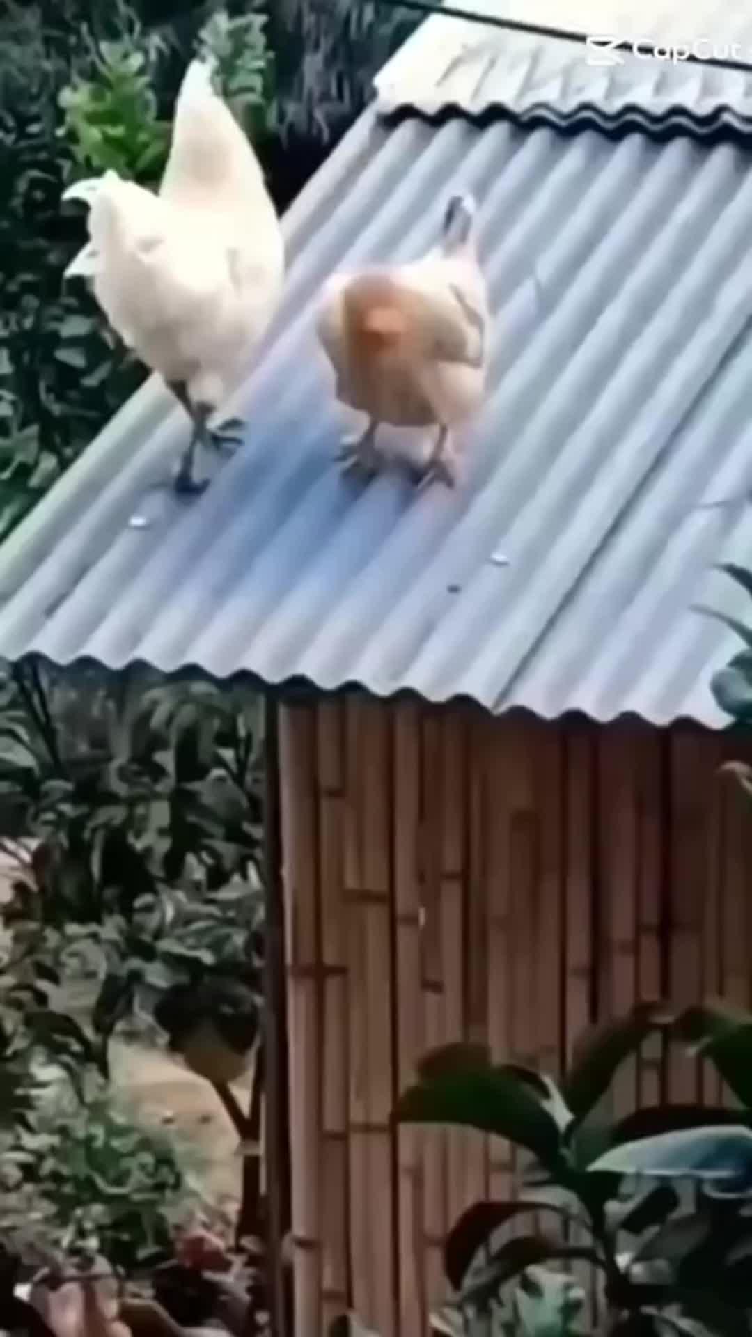 Raise a pet with your friend