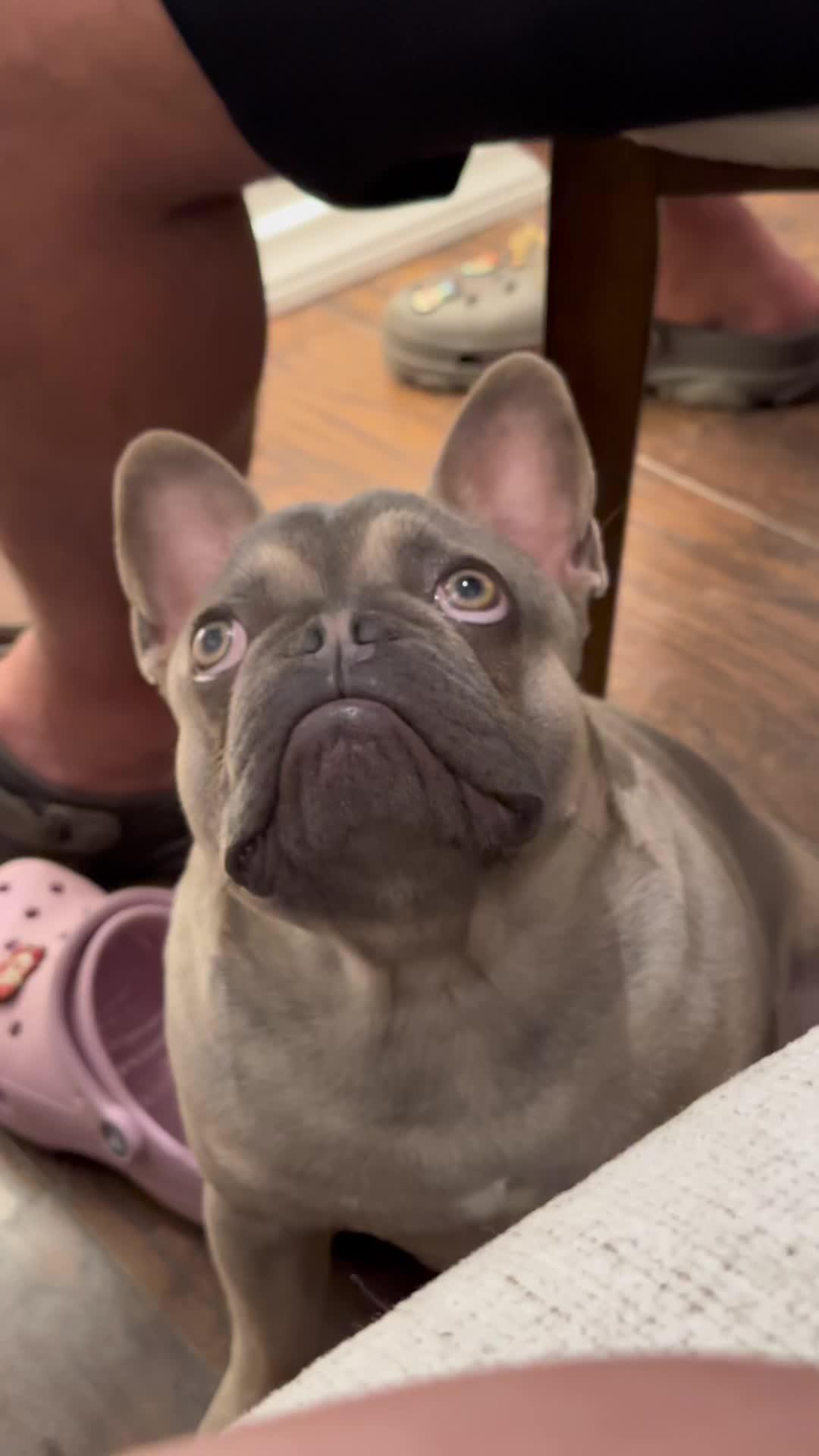 Havung fun with Nurf 🫶🏼 download the @BeautyPlusApp to have fun with your furry friend ♥️#BeautyPlus #Alpetportrait #pet #petportrait #petphotography #cat #dog #aifurryart #furryart