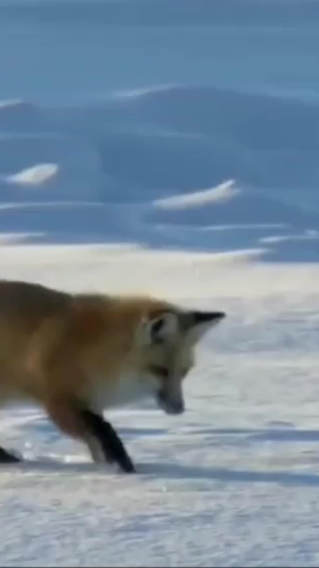 Aproveite As Melhores Ofertas do Mercado Livre com Envio Super Rápido! Baixe o App e Confira!