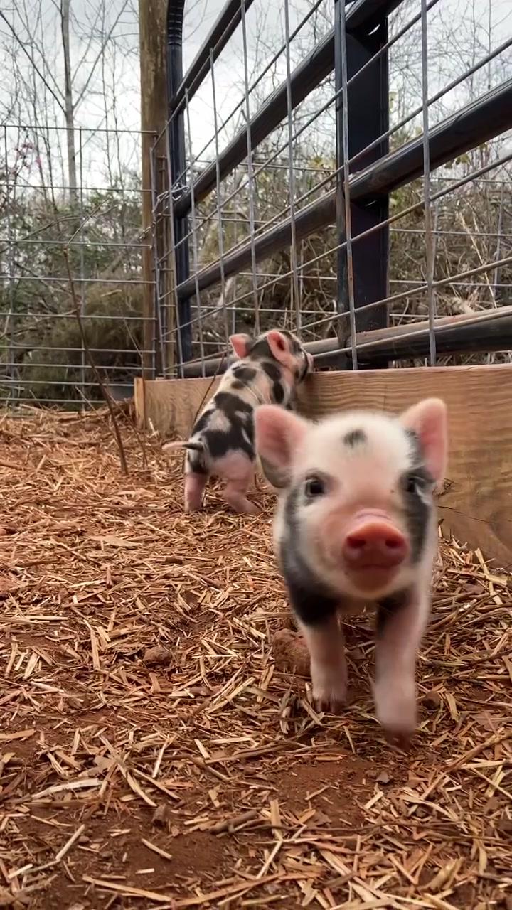 #pigtok #farmtok #piglets