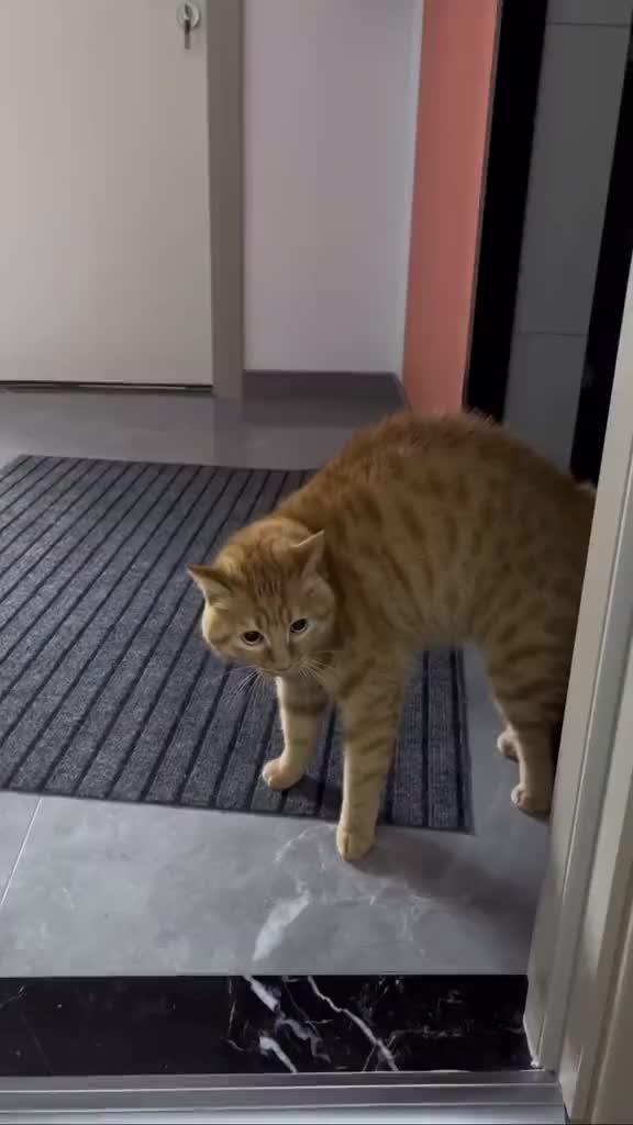 Find out what your cat says